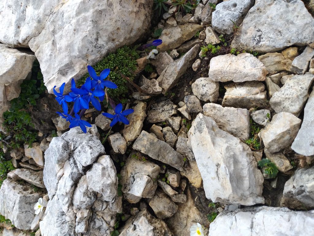 quale Gentiana?